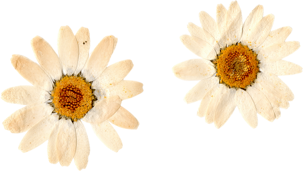 Pressed and Dried White Flowers