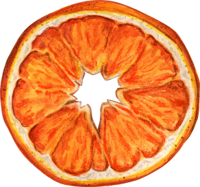 Watercolor Realistic Dried Orange Slice