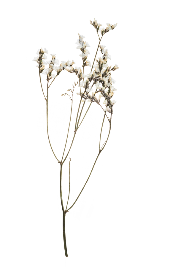 Hand Pressed Flora