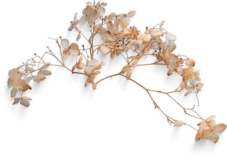 Isolated Cutout PNG