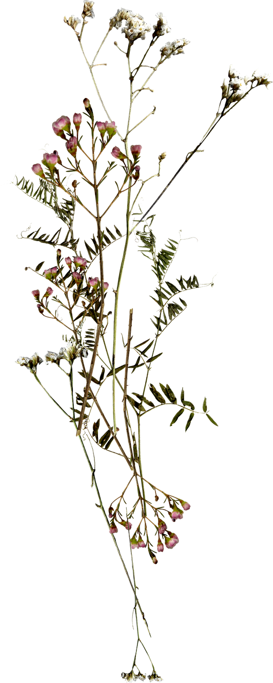 Dried Pressed Small Flowers Cutout